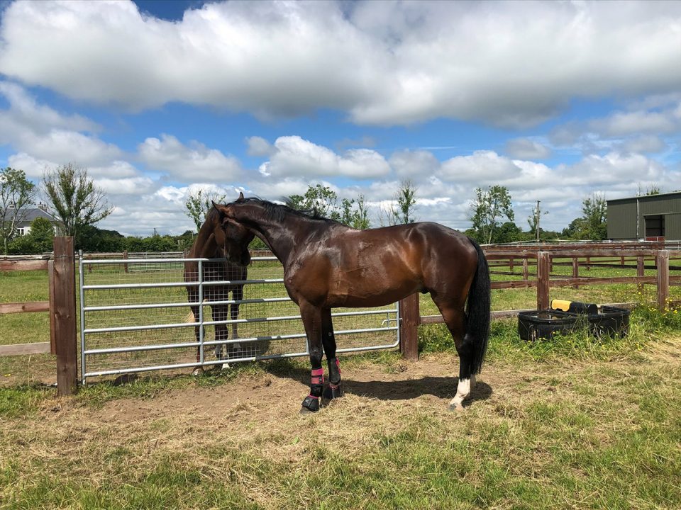 Exciting 5 yo Kafka son - Qatar
