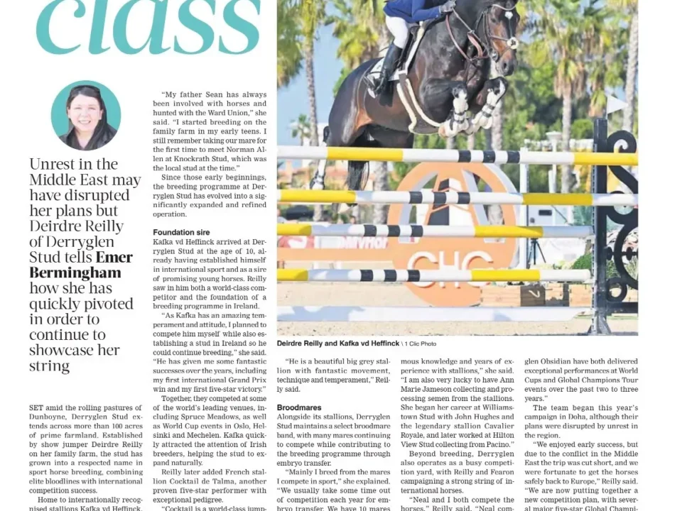 Derryglen Stud is Featured in the 2026 Edition of the Irish Field Sport Horse Stallions